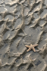 Wunderschöner Seestern am Strand bei Ebbe 
