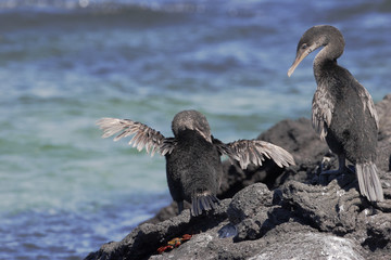 Flightless Cormorant (Phalacrocorax harrisi), Fernandina, Galapagos Islands, Ecuador