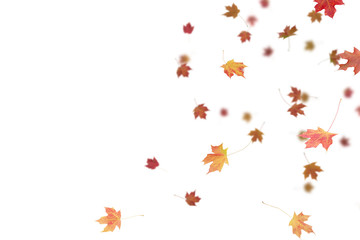 Falling Autumn Leaves.