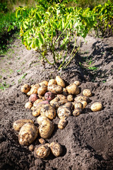 Freshly dug organic potatoes at the vegetable garden