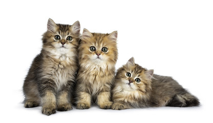Three fluffy golden British Longhair cat kittens sitting / laying in perfect row, looking at lens with big green eyes isolated on white background