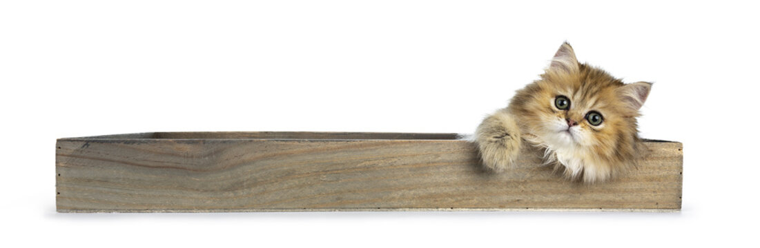 Fluffy golden British Longhair cat kitten sitting in a long wooden tray, looking at lens with big green eyes isolated on white background