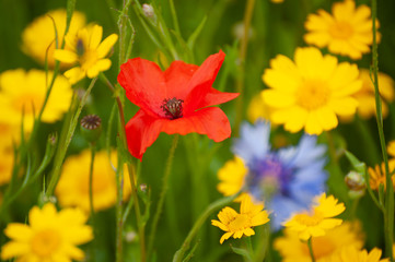 Red, blue and yellow flowers on meadow