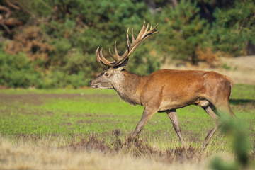 Naklejka na ściany i meble Male red deer, cervus elaphus, during rutting season