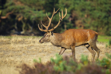 Male red deer, cervus elaphus, during rutting season