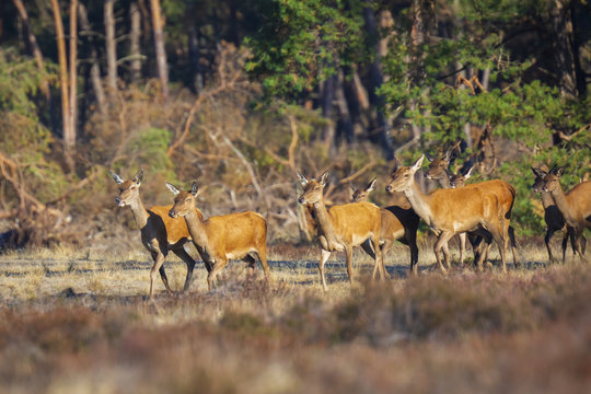 Fototapeta Herd of Red Deer does or hinds Cervus elaphus walking out of a forest