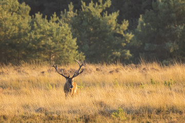 Naklejka na ściany i meble Male red deer stag cervus elaphus, rutting during sunset
