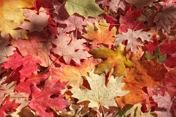 Fototapeta na wymiar Maple leaves falling in autumn and covered in rain and dew