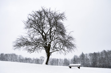 Leafless tree and a bench covered in snow