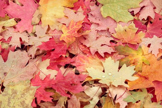 Close up view of maple leaves in a colorful pile and sprinkled in rain