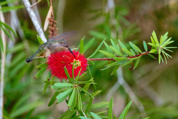 Hummingbird visits a shockingly red bottlebrush flower bloom