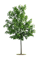 Tree isolated on white background. Clipping Path Included