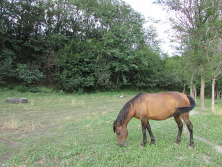 Obraz na płótnie Canvas horse in a meadow