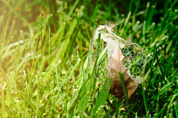 Dry damage leaf on lawn grass.