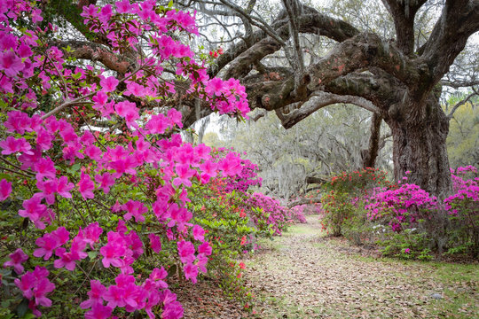Magnolia Plantation & Gardens. Charleston, South Carolina, USA