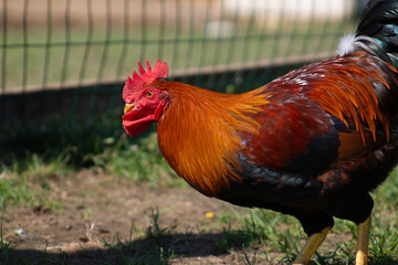 Rooster in Motion