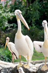White beautiful Pelicans standing on the rock.