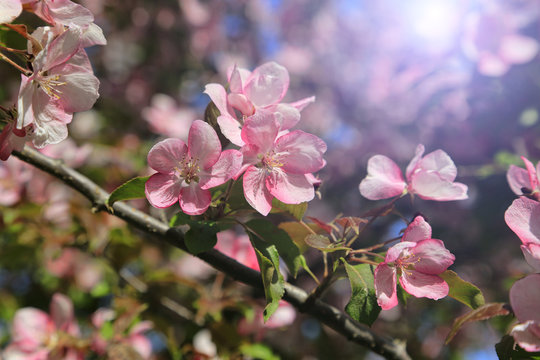 Branches of apple tree with beautiful pink flowers