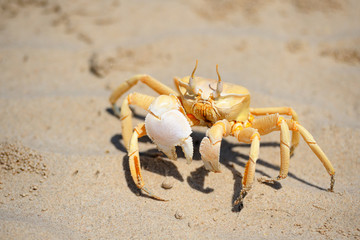 Fototapeta na wymiar Sand crab in the beach of Socotra island, Yemen