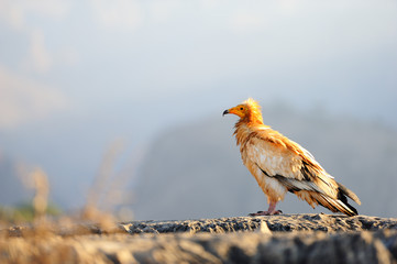 Sitting Egyptian Vulture (Neophron percnopterus) in Socotra isla