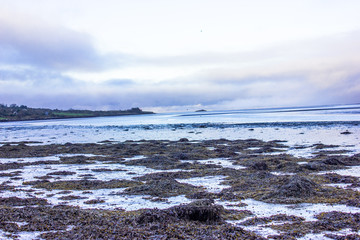 seashore with fog and seaweed