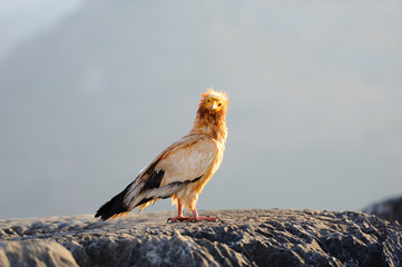 Sitting Egyptian Vulture (Neophron percnopterus) in Socotra isla