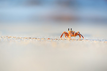 Ghost crab in the beach of Socotra island, Yemen.