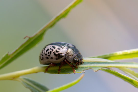 Common Willow Calligrapha Beetle (Calligrapha multipunctata)