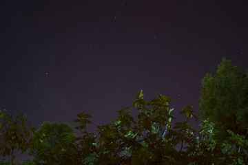 Green trees on the background of night constellations