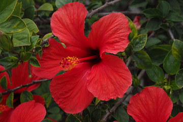 hibiskus © sorensen15