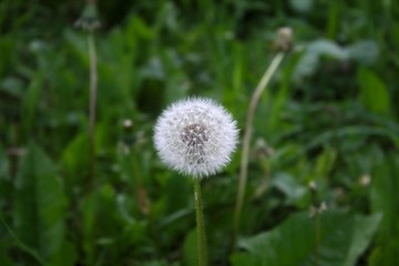 White dandelion in the grass
