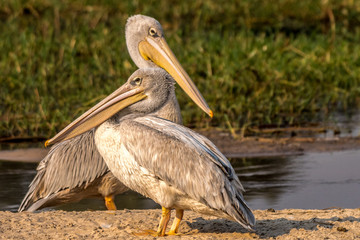 Pelicans Looking in Opposite Directions