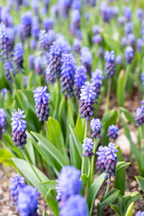 Fototapeta premium Grape hyacinths flower in spring with beautiful bokeh lights.