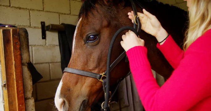 Woman wearing rein to horse in stable 4k