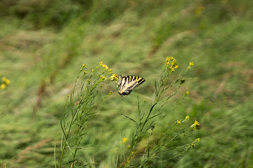 Yellow and Black Butterfly in the Wild