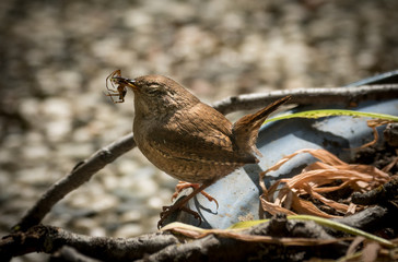 Zaunkönig (Wren) mit leckerer Spinne im Schnabel