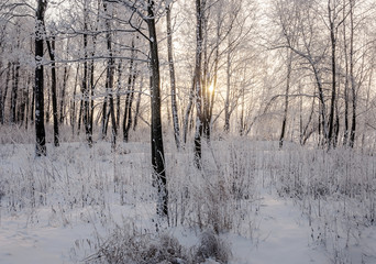 Snowy January morning in Nevsky forest Park.