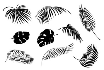 Fototapeta na wymiar Set tropical palm leaf silhouette. Isolated. Vector