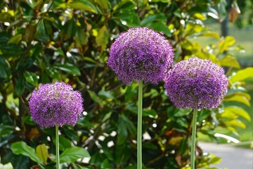 Randall&rsquo;s Island, New York, USA: Purple giant onion (Allium giganteum) flowers