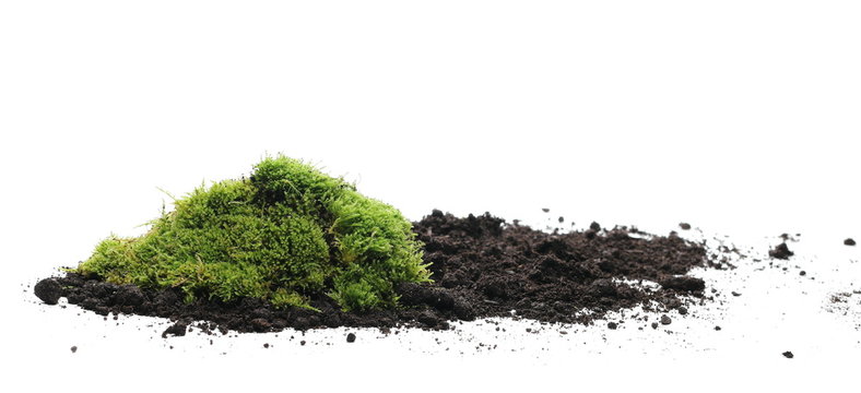 Green moss and pile dirt isolated on white background, with clipping path
