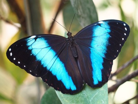 Morpho achilles
