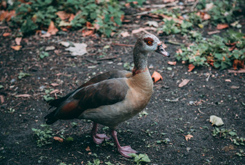 English Mallard