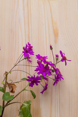 purple flowers on Board background
