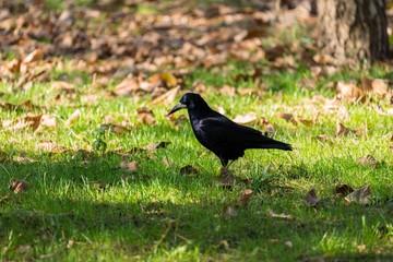 Black Crow on Lawn in the Park or Forest