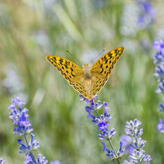Butterfly Argynnis paphia at Lavender Flower