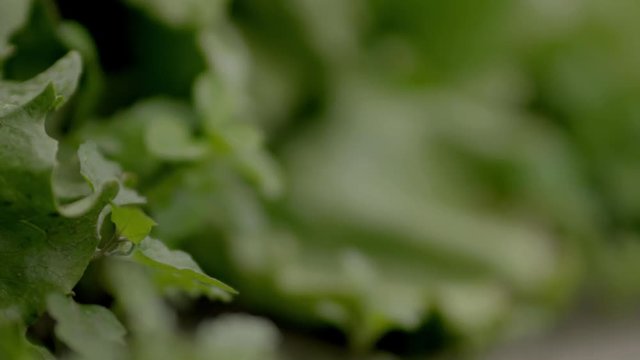Letuce in field. Focuspull, filmed in 4K.