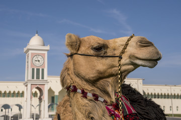 Traditional arabs riding camels close up in front of the Grand Mosque in Doha, Qatar