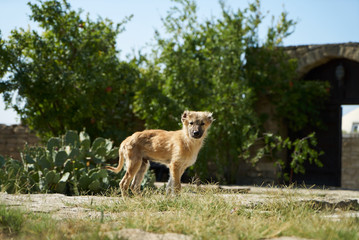 Cute puppy dog playing in summer park, outdoor