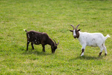 white and black goat on a meadow