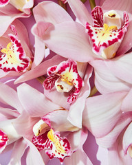 Close-up of pink fresh orchid flowers. Natural floral background. Flat lay